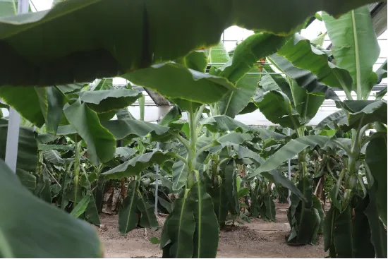 揭秘香蕉“树”：巨型草本植物的真相【植物学探秘】(图2)