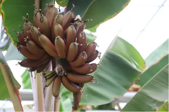 揭秘香蕉“树”：巨型草本植物的真相【植物学探秘】(图3)