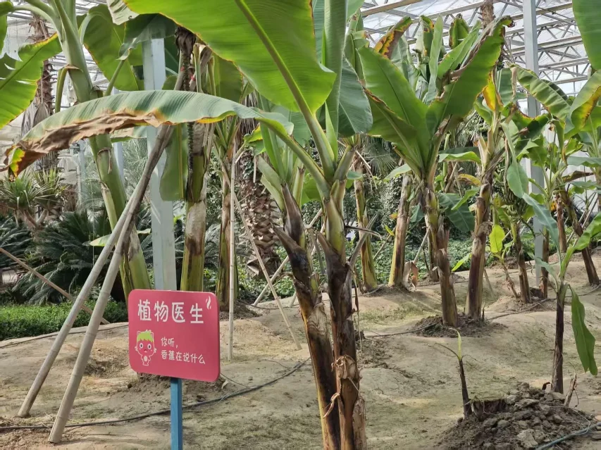 揭秘香蕉“树”：巨型草本植物的真相【植物学探秘】(图4)