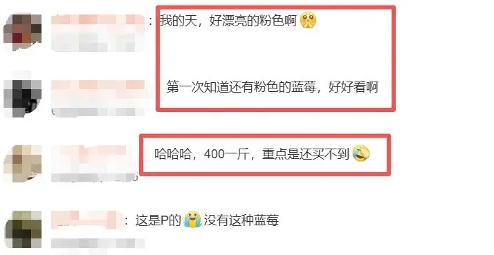 揭秘粉色蓝莓：品种、花青素含量与种植技术【金色港湾资讯】(图2)