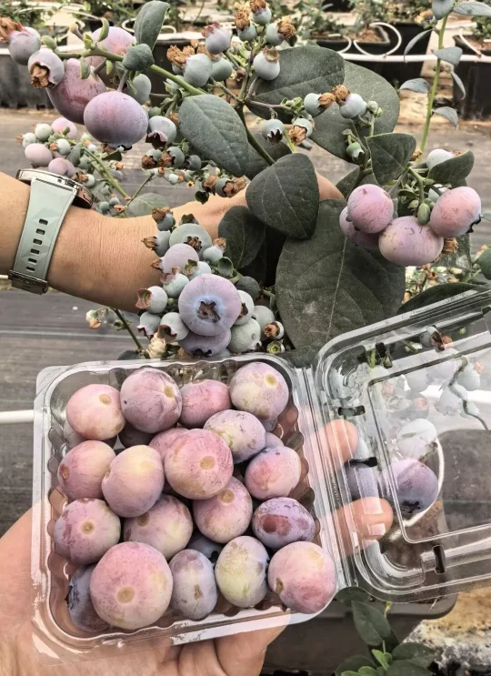 揭秘粉色蓝莓：品种、花青素含量与种植技术【金色港湾资讯】(图4)