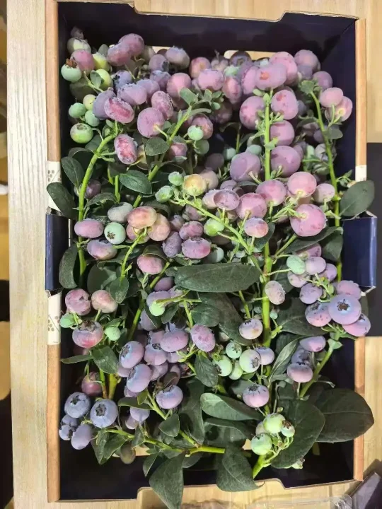 揭秘粉色蓝莓：品种、花青素含量与种植技术【金色港湾资讯】(图5)