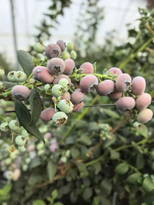 揭秘粉色蓝莓：品种、花青素含量与种植技术【金色港湾资讯】(图6)