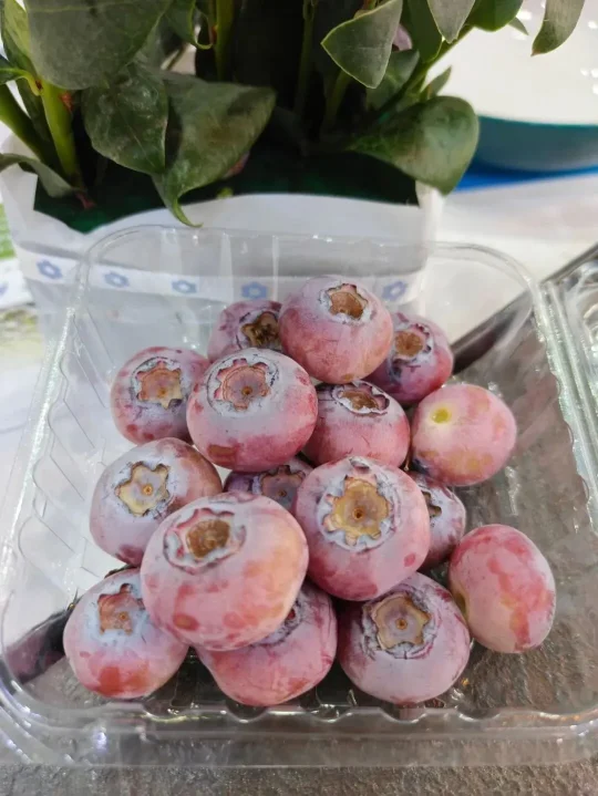 揭秘粉色蓝莓：品种、花青素含量与种植技术【金色港湾资讯】(图7)