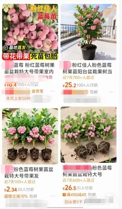 揭秘粉色蓝莓：品种、花青素含量与种植技术【金色港湾资讯】(图8)