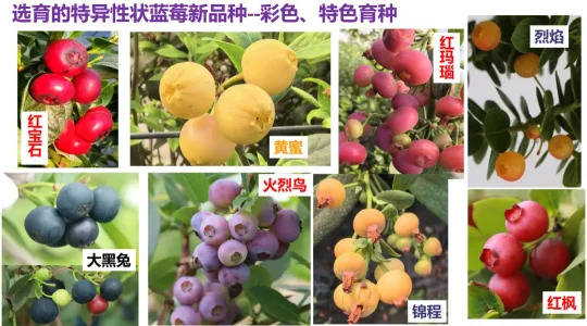 揭秘粉色蓝莓：品种、花青素含量与种植技术【金色港湾资讯】(图10)