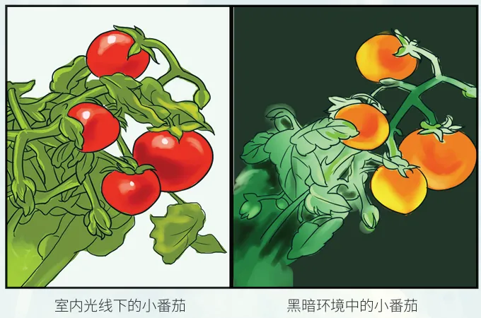未来路灯或被取代？揭秘发光植物与咖啡酸技术(图4)