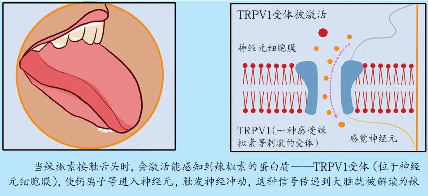 优化后的标题:人造舌头革新辣度测定,无需试吃即可精准测量(图5) 人造舌头革新辣度测定,无需试吃即可精准测量(图5)