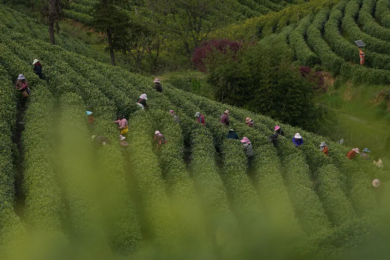优化后的标题:总书记足迹下的茶香:茶产业扶贫与文化外交深意(图6) 总书记足迹下的茶香:茶产业扶贫与文化外交深意(图6)