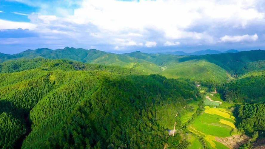 共富林场政策升级：龙岩林农增收新机遇(图2)