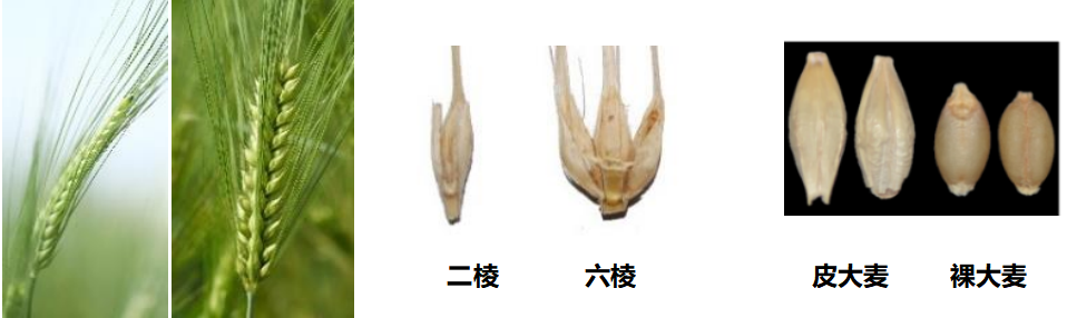 大麦：被低估的万年谷物，从啤酒到健康主食的宝藏(图1)