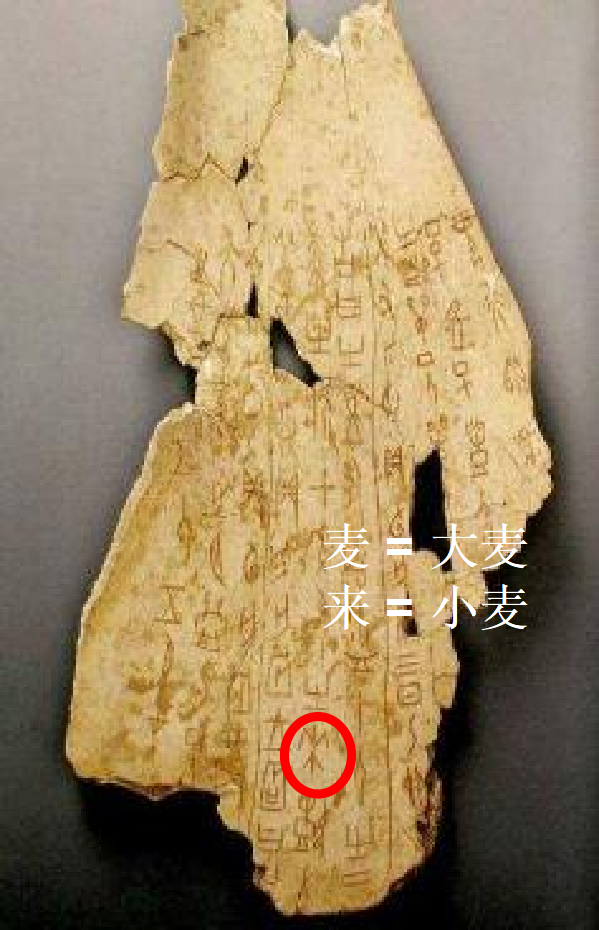 大麦：被低估的万年谷物，从啤酒到健康主食的宝藏(图5)