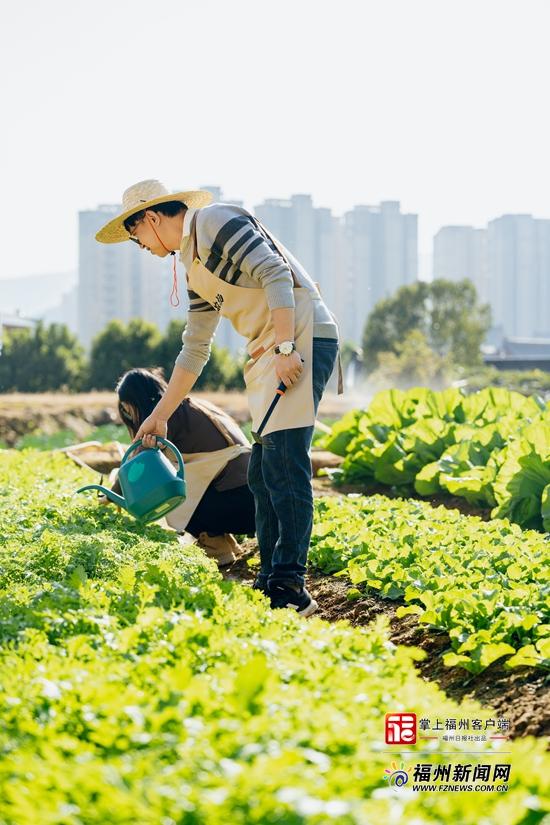 福州15亩迷你农场，一平米菜园让城里人周末种菜解压(图2)