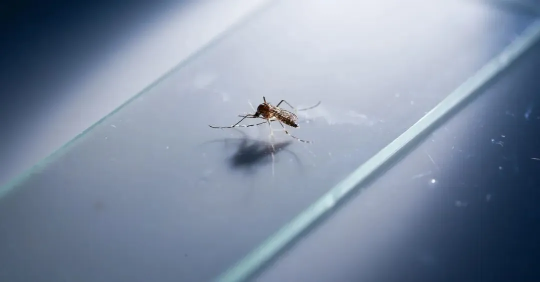 后院灯光让蚊子推迟冬眠，延长疾病传播季