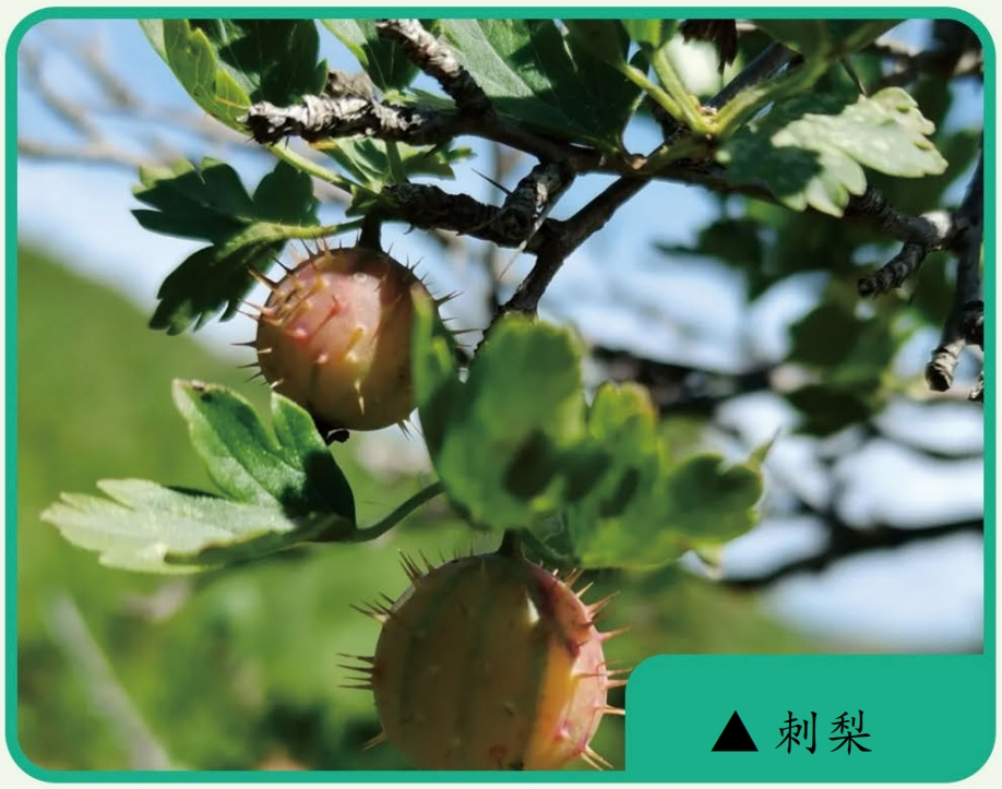 罗登义：破解粗粮营养密码，让国人吃饱吃好(图2)