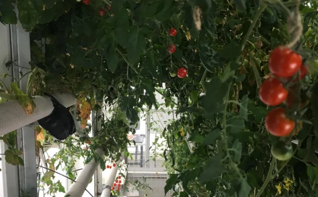 南极温室种香菜萝卜，科考队员吃上多样新鲜菜(图2)