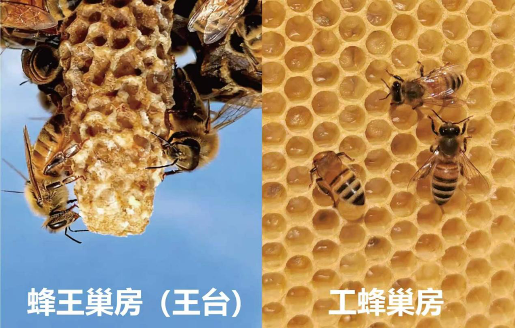 蜂王靠住王台变女王，不是光吃蜂王浆(图1)