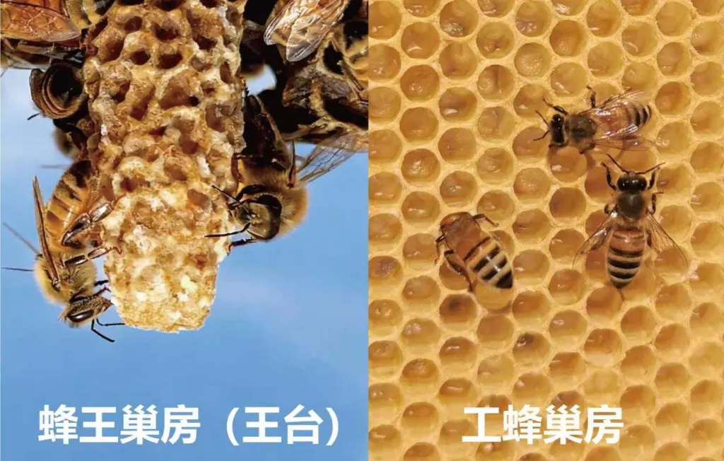 蜂王靠住王台变女王,不是光吃蜂王浆