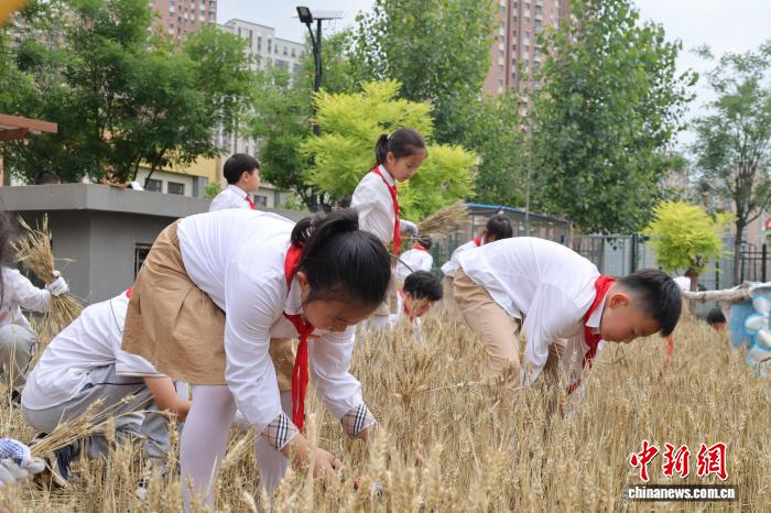 芒种到了！北方收麦南方插秧，农民最忙的时候来了(图2)