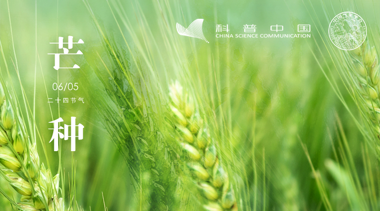 节气科普之芒种：南方种稻北方收麦，农事大忙时节的智慧(图1)