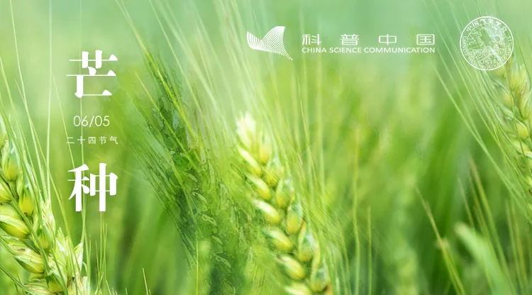 节气科普之芒种:南方种稻北方收麦,农事大忙时节的智慧