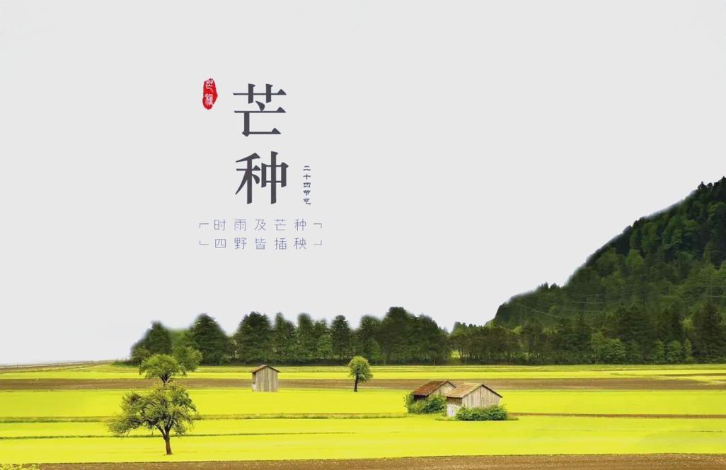 芒种到，收麦插秧正当时，了解节气里的农耕智慧(图1)