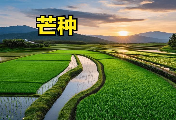 芒种到，收麦插秧正当时，了解节气里的农耕智慧(图2)
