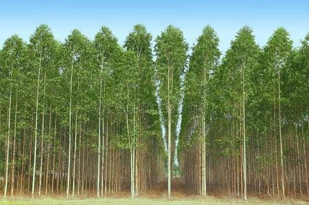 桉树一年产4亿株苗，到底是绿色功臣还是抽水机？(图2)