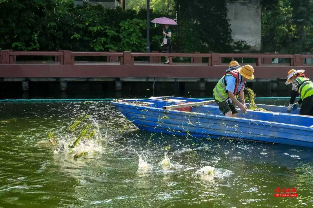 福州西湖首次种水下森林，6月底变身水下森林(图7)