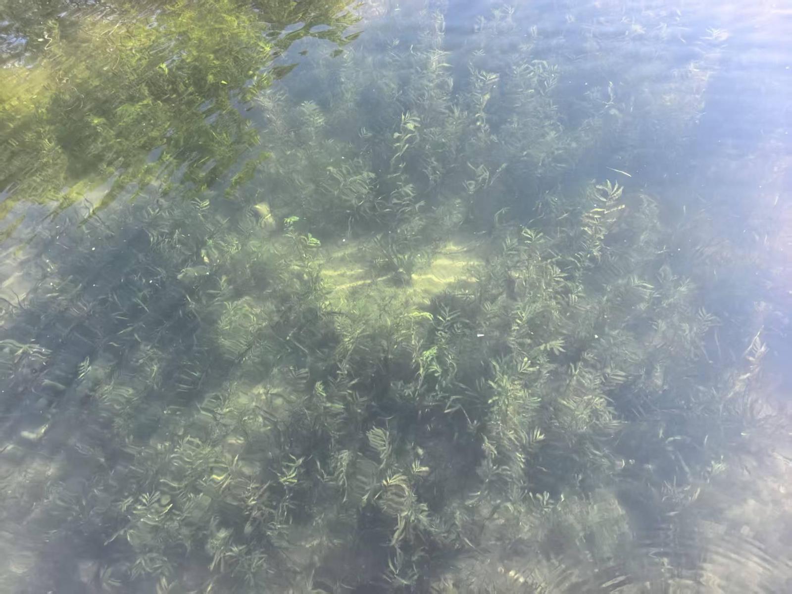 福州西湖首次种水下森林，6月底变身水下森林(图8)