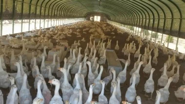 诏安种鹅场年产45万羽鹅苗，带动农户标准化养殖(图1)