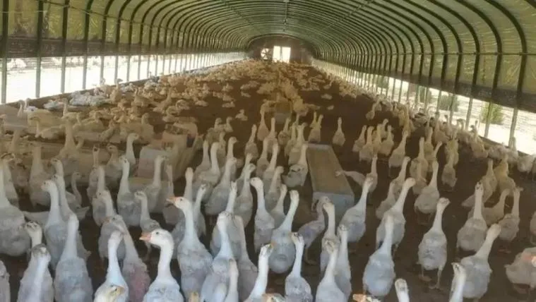 诏安种鹅场年产45万羽鹅苗，带动农户标准化养殖