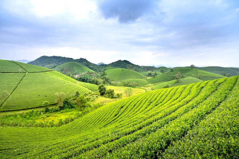 湖北恩施83万茶农因茶致富一片绿叶成就一个产业带富一方百姓