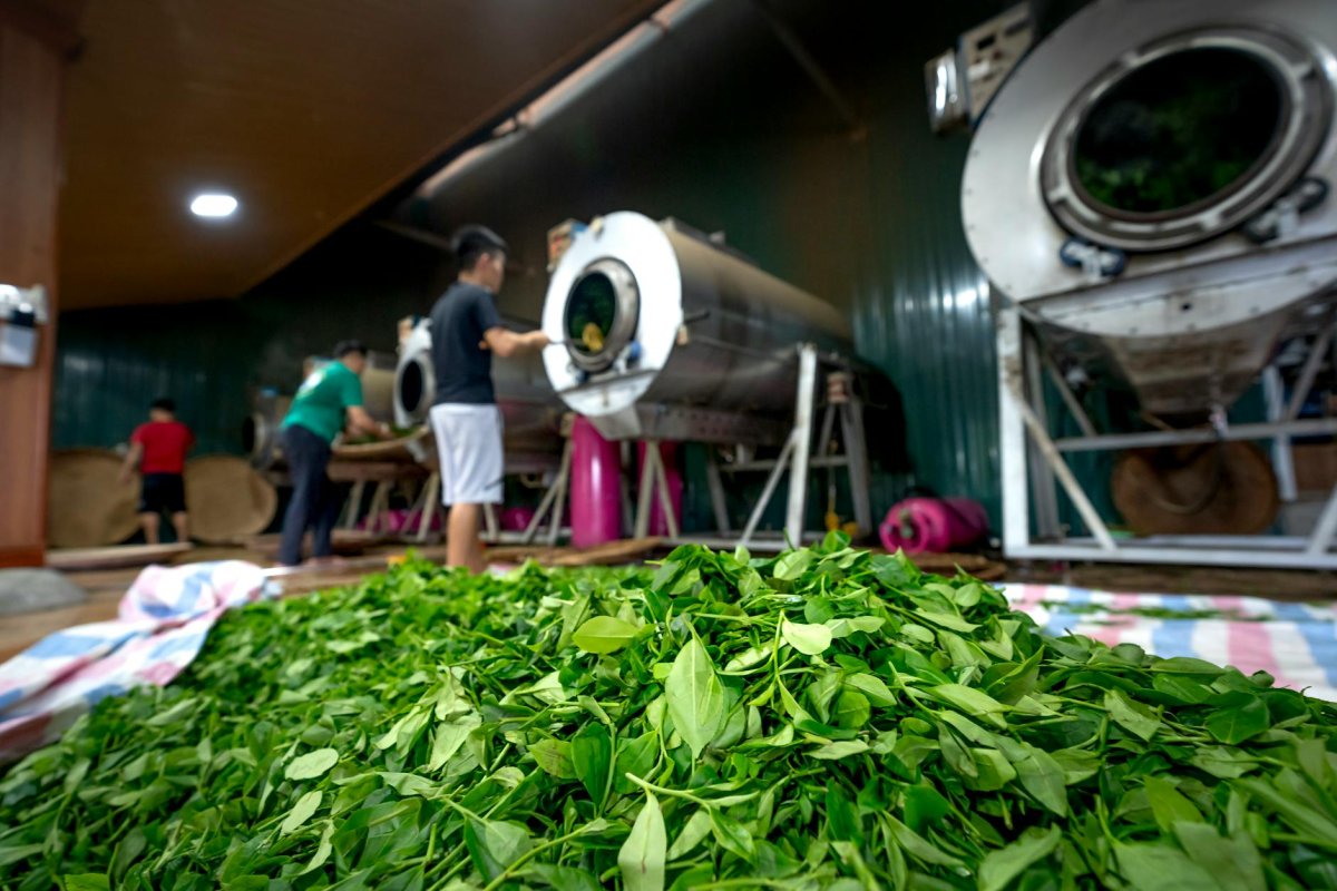 青年科技特派员:让古茶园焕发新生机(图1) 青年科技特派员:让古茶园焕发新生机(图1)