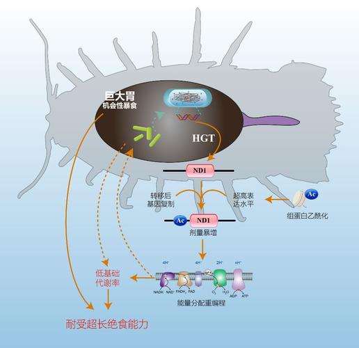深海水虱5年不吃东西？科学家破解其耐饿奥秘(图1)