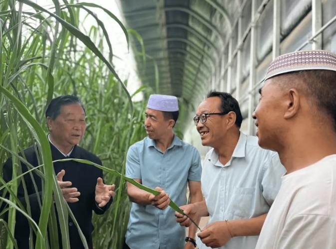 菌草技术走向非洲，闽宁协作助力多国脱贫(图1)