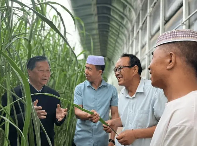 菌草技术走向非洲,闽宁协作助力多国脱贫