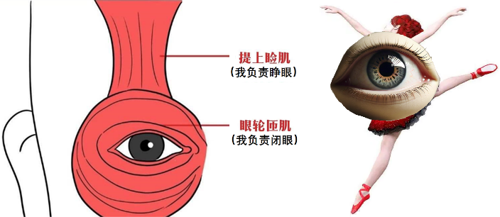 眼皮跳是福是祸？揭秘左眼跳财右眼跳灾的真相(图1)