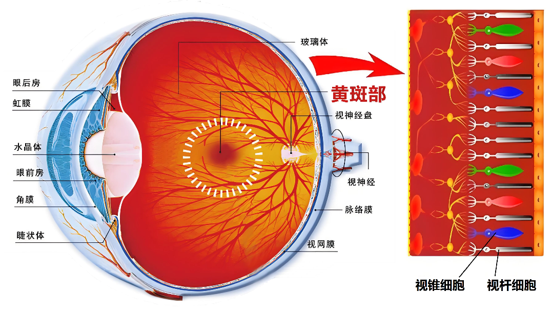 眼皮跳是福是祸？揭秘左眼跳财右眼跳灾的真相(图4)
