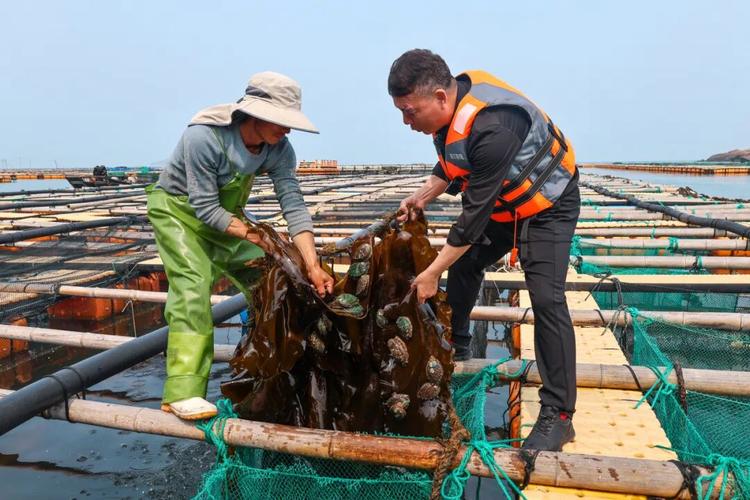 福建连江立体养殖新模式：海带养鲍鱼，省料又环保(图1)