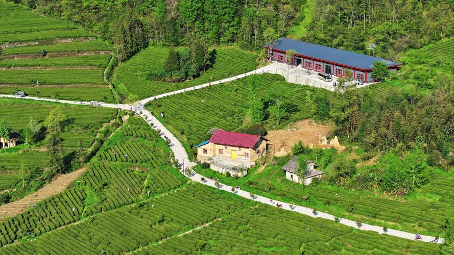 茶园变景区，一亩收益翻几倍！农旅融合让乡村游火了(图1)