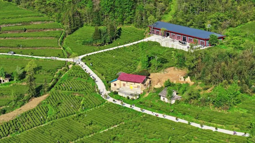 茶园变景区，一亩收益翻几倍！农旅融合让乡村游火了