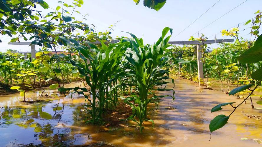 西部农业新科技：节水增产，特色经济双赢(图1)