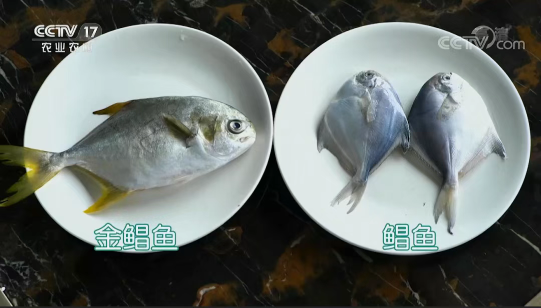菜市场鲳鱼真假难辨？教你一眼分清银鲳和金鲳(图1)