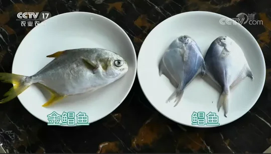 菜市场鲳鱼真假难辨?教你一眼分清银鲳和金鲳