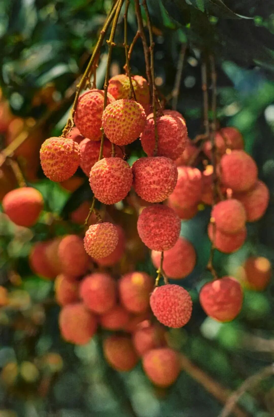 荔枝和龙眼杂交成功！全球首棵龙眼味荔枝结果了(图5)