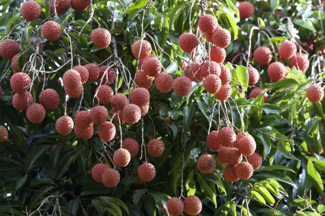 荔枝和龙眼杂交成功！全球首棵龙眼味荔枝结果了(图7)