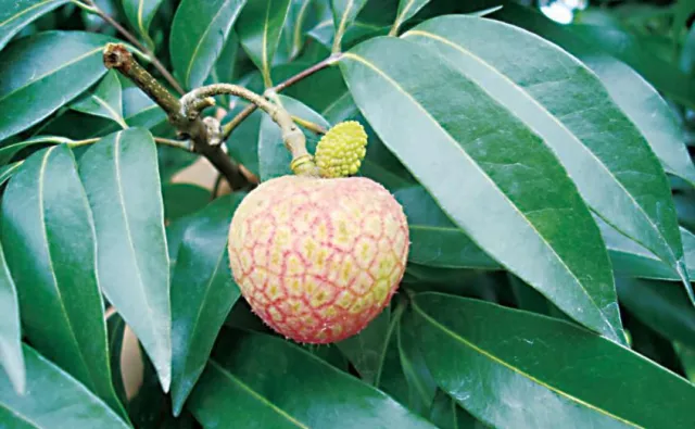 荔枝和龙眼杂交成功！全球首棵龙眼味荔枝结果了(图9)