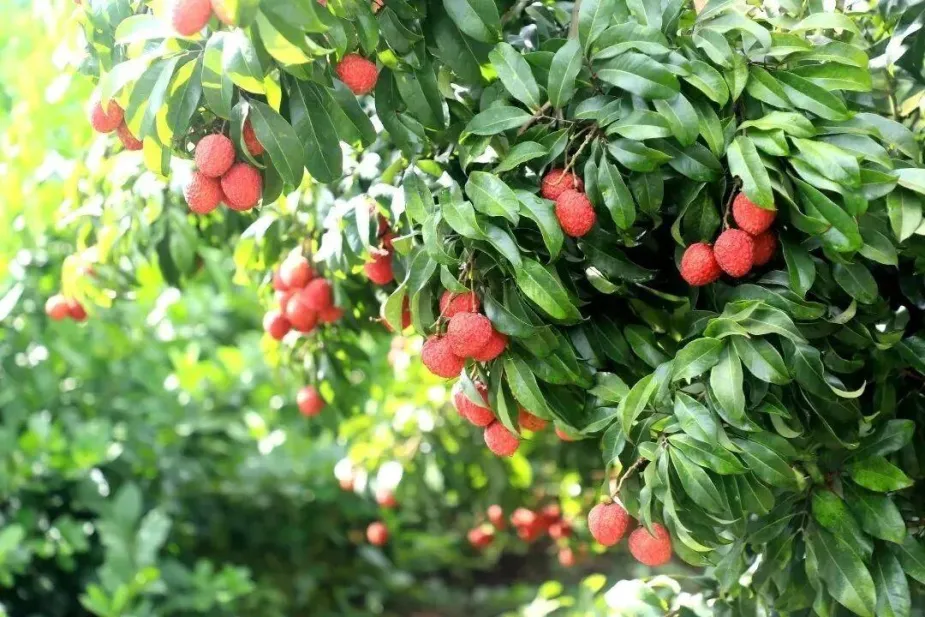 荔枝和龙眼杂交成功！全球首棵龙眼味荔枝结果了(图10)