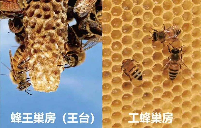 蜂王不是吃出来的?我国研究推翻百年认知,关键在巢穴微环境